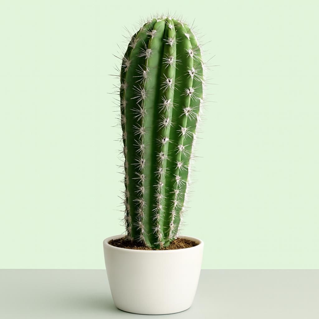Cactus – Natural